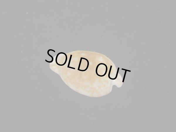 画像2: クロオキナダカラ(Cypraeovula edentula nahoonensis) 死殻だけど美品 (2)