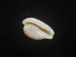 画像3: クロオキナダカラ(Cypraeovula edentula nahoonensis) 死殻だけど美品 (3)