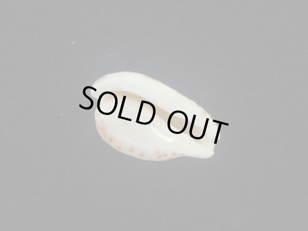 画像3: クロオキナダカラ(Cypraeovula edentula nahoonensis) 死殻だけど美品 (3)