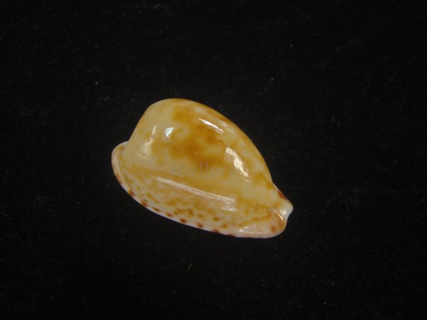 画像1: クロオキナダカラ(Cypraeovula edentula nahoonensis)  (1)
