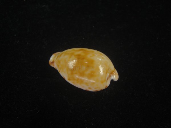 画像2: クロオキナダカラ(Cypraeovula edentula nahoonensis)  (2)