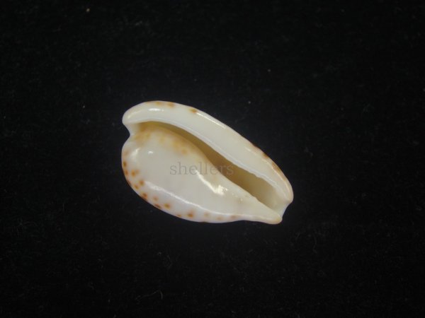 画像3: クロオキナダカラ(Cypraeovula edentula nahoonensis)  (3)