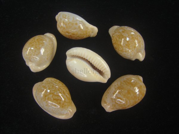 画像1: アカチャダカラ(Cypraeovula fuscorubra fuscorubra) (1)