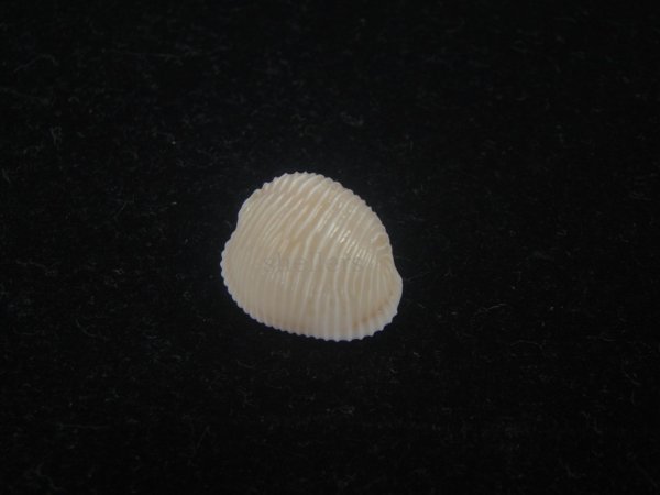 画像1: ワスレボタン(Triviella neglecta) 濃色　美品 (1)