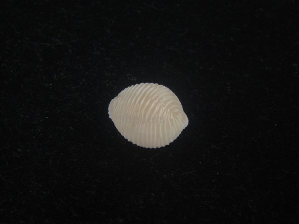 画像2: ワスレボタン(Triviella neglecta) 濃色　美品 (2)