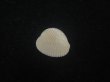 画像1: ワスレボタン(Triviella neglecta) 老成　美品 (1)