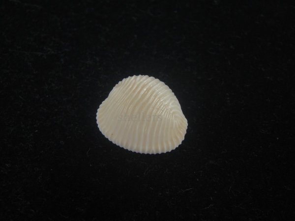 画像1: ワスレボタン(Triviella neglecta) 老成　美品 (1)