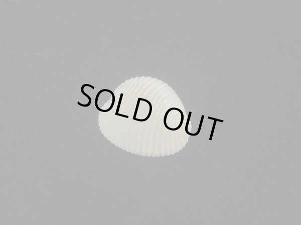 画像1: ワスレボタン(Triviella neglecta) 老成　美品 (1)