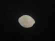 画像2: ワスレボタン(Triviella neglecta) 老成　美品 (2)