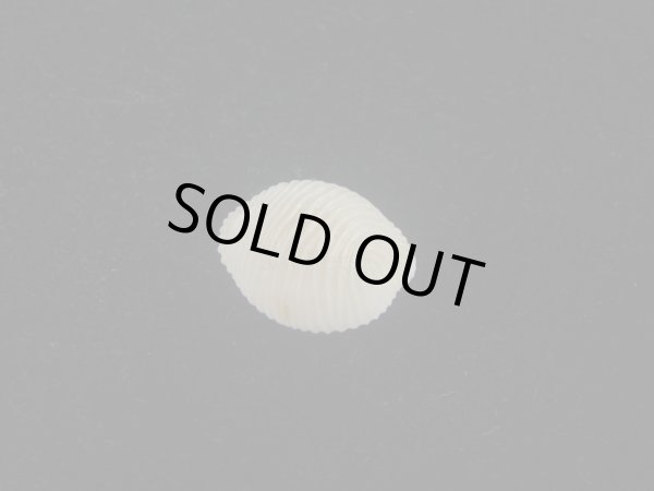 画像2: ワスレボタン(Triviella neglecta) 老成　美品 (2)