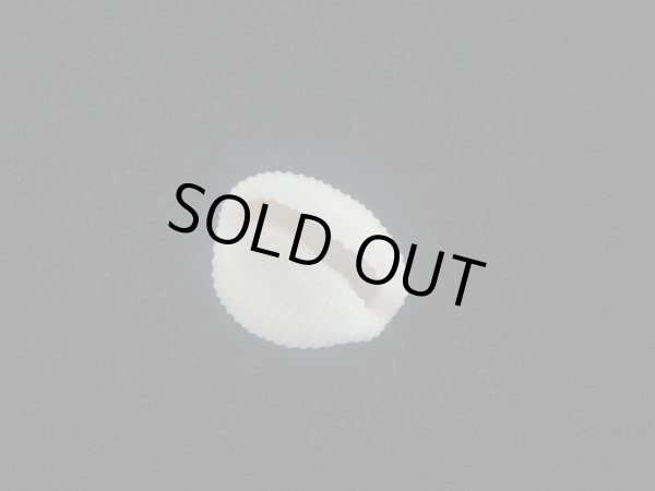 画像3: ワスレボタン(Triviella neglecta) 老成　美品 (3)