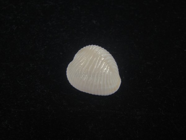 画像1: ワスレボタン(Triviella neglecta) 美品 (1)