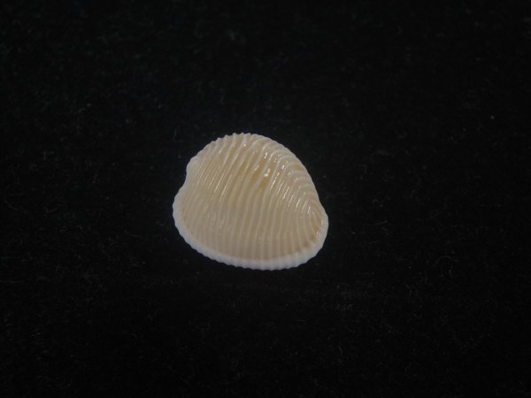 画像1: ワスレボタン(Triviella neglecta) 濃色　老成　美品 (1)