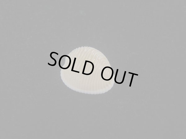 画像1: ワスレボタン(Triviella neglecta) 濃色　老成　美品 (1)