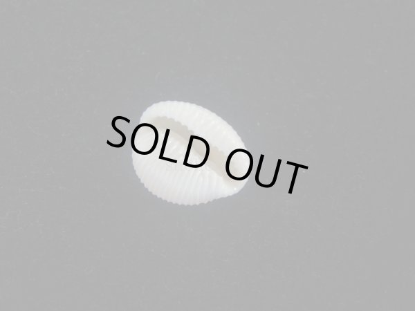 画像3: ワスレボタン(Triviella neglecta) 濃色　老成　美品 (3)