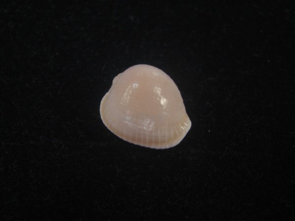 画像1: アズキシラタマ(Triviella phalacra) 死殻だけど美品 (1)