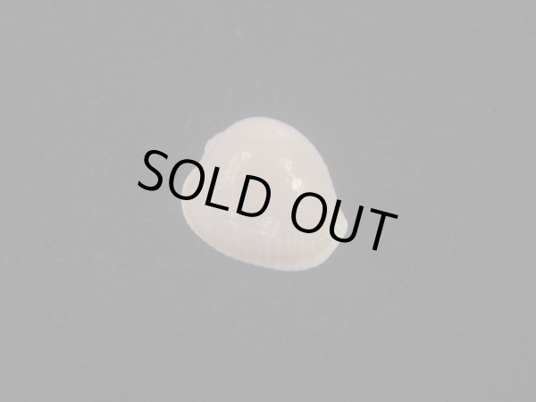 画像1: アズキシラタマ(Triviella phalacra) 死殻だけど美品 (1)