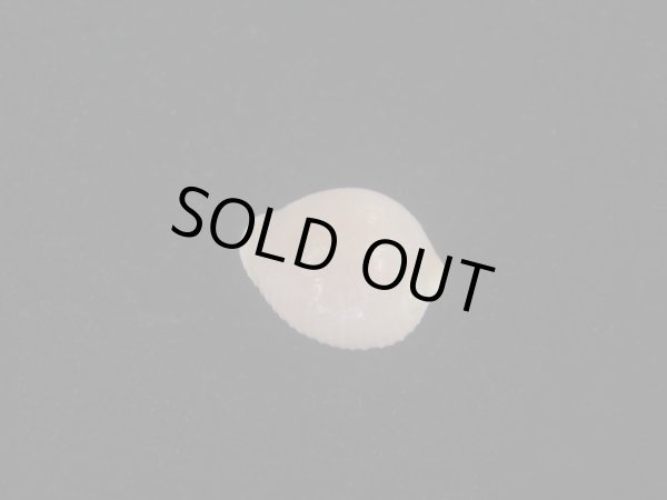 画像2: アズキシラタマ(Triviella phalacra) 死殻だけど美品 (2)