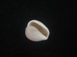 画像3: アズキシラタマ(Triviella phalacra) 死殻だけど美品 (3)