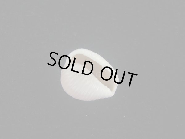 画像3: アズキシラタマ(Triviella phalacra) 死殻だけど美品 (3)