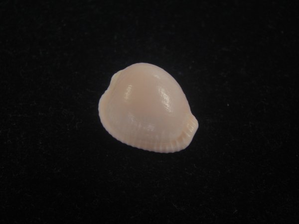 画像1: アズキシラタマ(Triviella phalacra) 美品 (1)