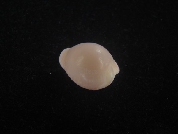 画像2: アズキシラタマ(Triviella phalacra) 美品 (2)