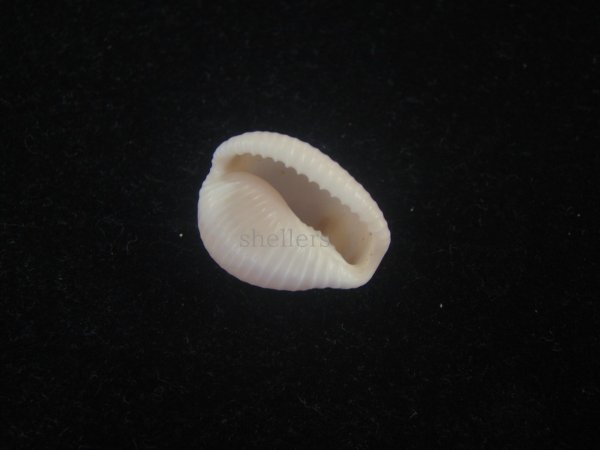 画像3: アズキシラタマ(Triviella phalacra) 美品 (3)