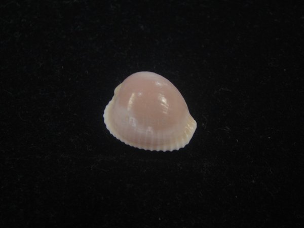 画像1: アズキシラタマ(Triviella phalacra) (1)