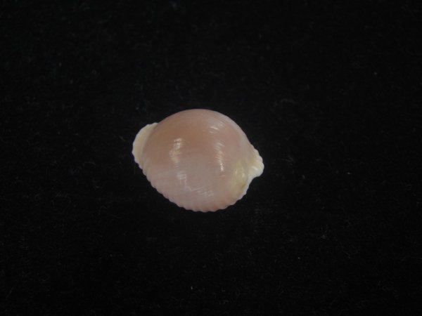 画像2: アズキシラタマ(Triviella phalacra) (2)