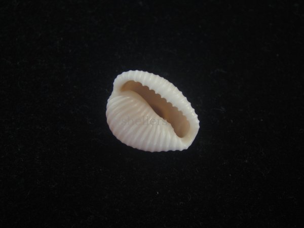 画像3: アズキシラタマ(Triviella phalacra) (3)