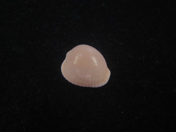 画像1: アズキシラタマ(Triviella phalacra) 濃色　美品 (1)