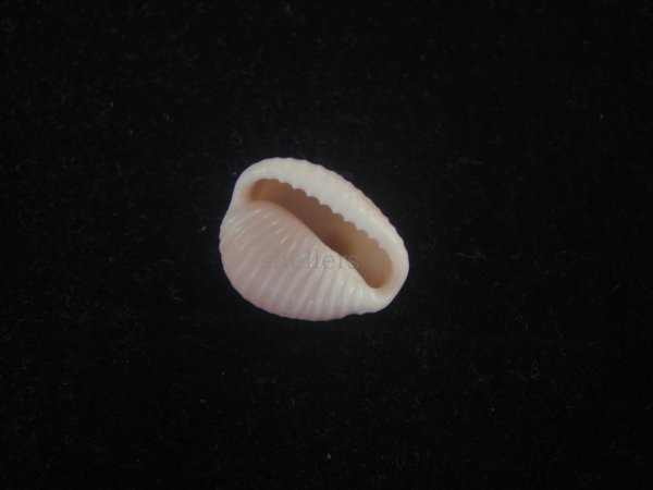 画像3: アズキシラタマ(Triviella phalacra) 濃色　美品 (3)