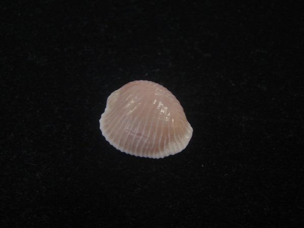 画像1: バライロスジボタン(Triviella aperta) 特濃色　美品 (1)