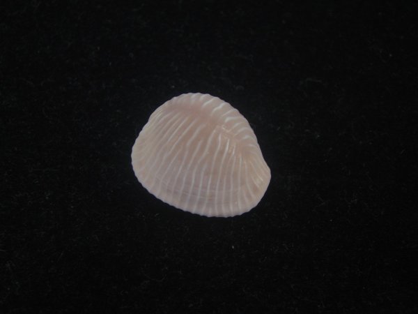 画像1: バライロスジボタン(Triviella aperta) 濃色　老成　美品 (1)