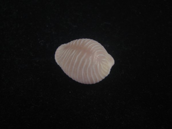 画像2: バライロスジボタン(Triviella aperta) 濃色　老成　美品 (2)