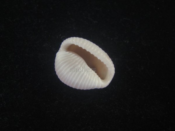 画像3: バライロスジボタン(Triviella aperta) 濃色　老成　美品 (3)