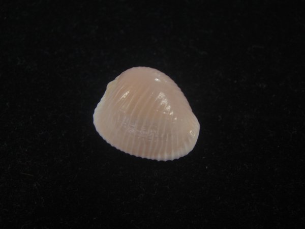 画像1: バライロスジボタン(Triviella aperta) 濃色　美品 (1)