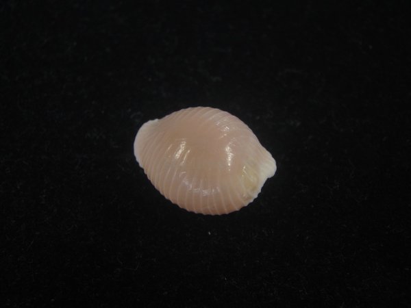 画像2: バライロスジボタン(Triviella aperta) 濃色　美品 (2)