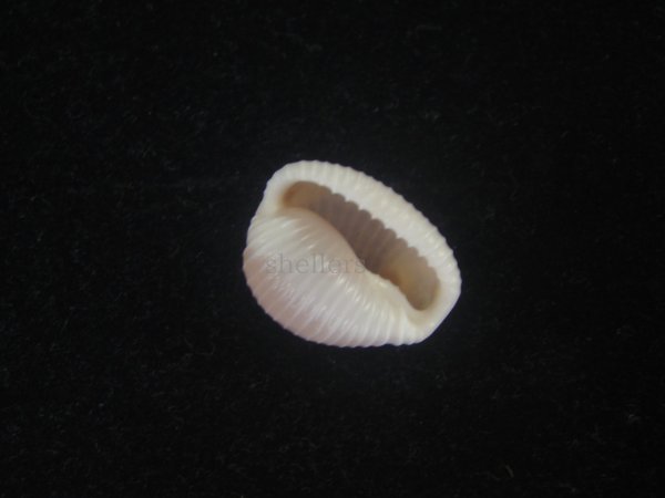 画像3: バライロスジボタン(Triviella aperta) 濃色　美品 (3)