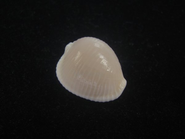 画像1: バライロスジボタン(Triviella aperta) 大　美品 (1)
