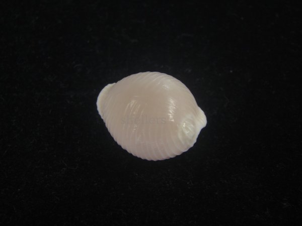 画像2: バライロスジボタン(Triviella aperta) 大　美品 (2)