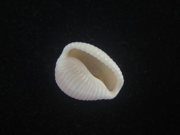 画像3: バライロスジボタン(Triviella aperta) 大　美品 (3)