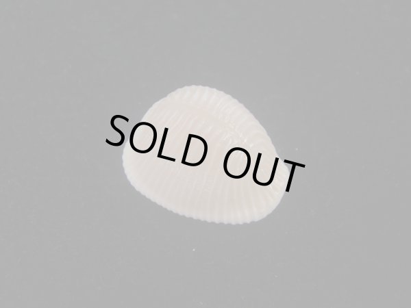 画像1: バライロスジボタン(Triviella aperta) 大　美品 (1)