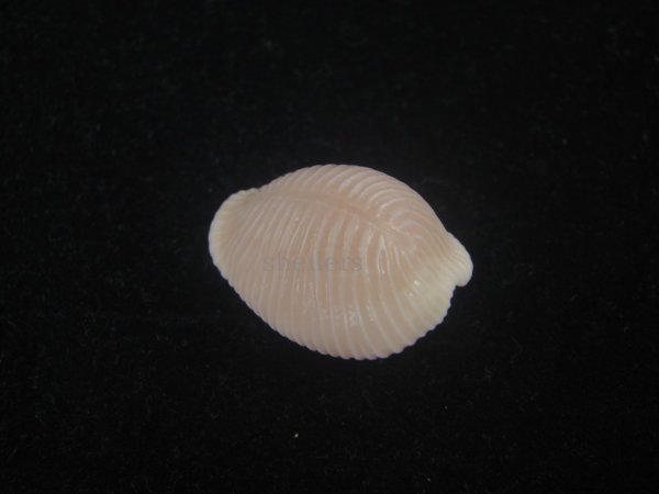 画像2: バライロスジボタン(Triviella aperta) 大　美品 (2)