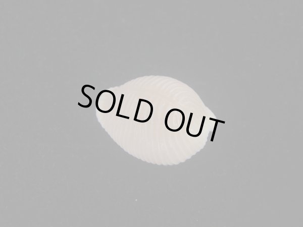 画像2: バライロスジボタン(Triviella aperta) 大　美品 (2)