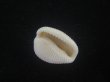 画像3: バライロスジボタン(Triviella aperta) 大　美品 (3)