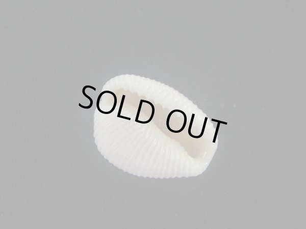 画像3: バライロスジボタン(Triviella aperta) 大　美品 (3)