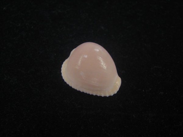 画像1: バライロスジボタン(Triviella aperta) 死殻だけど大　美品 (1)