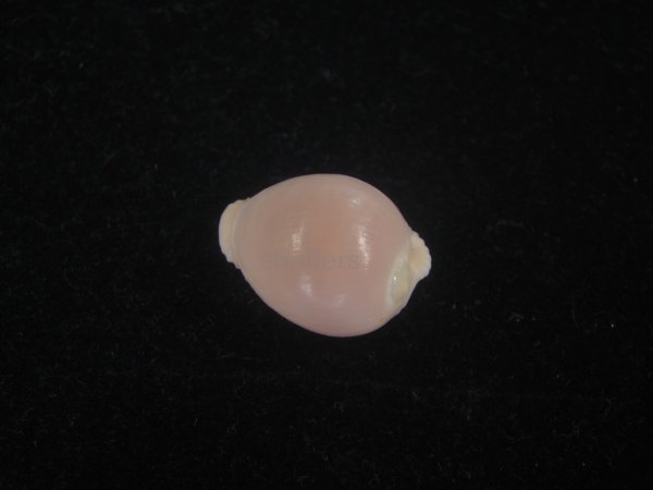 画像2: バライロスジボタン(Triviella aperta) 死殻だけど大　美品 (2)