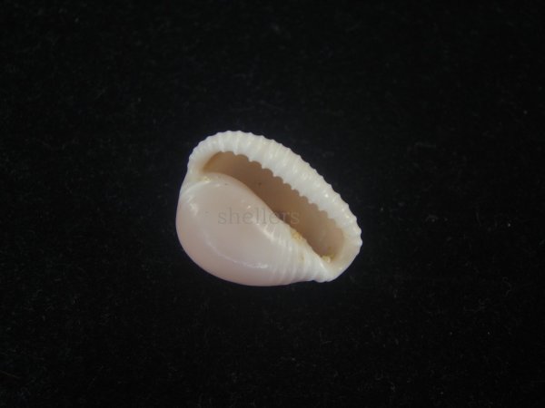 画像3: バライロスジボタン(Triviella aperta) 死殻だけど大　美品 (3)